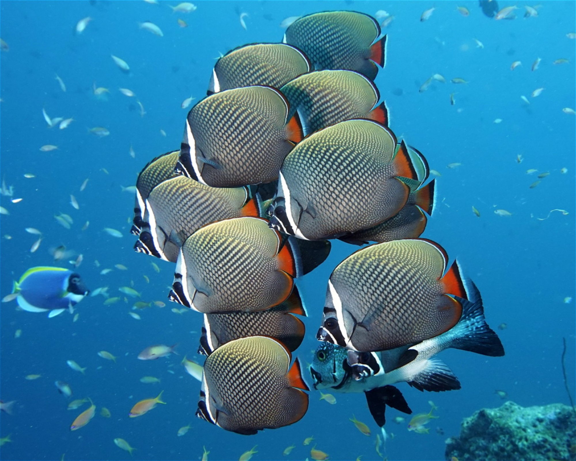 DivePoint Hudhuran Fushi, 20193 Male