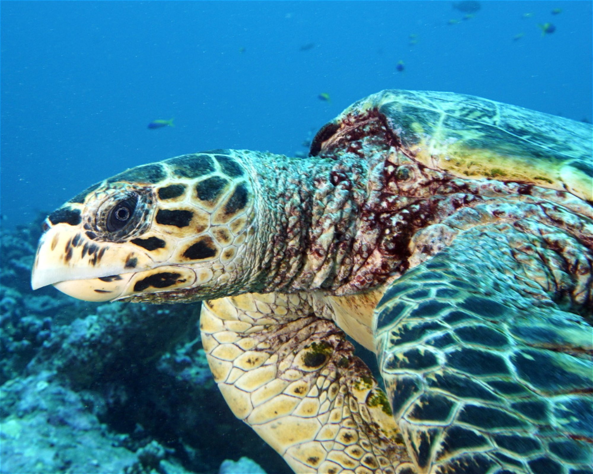 DivePoint Hudhuran Fushi, 20193 Male
