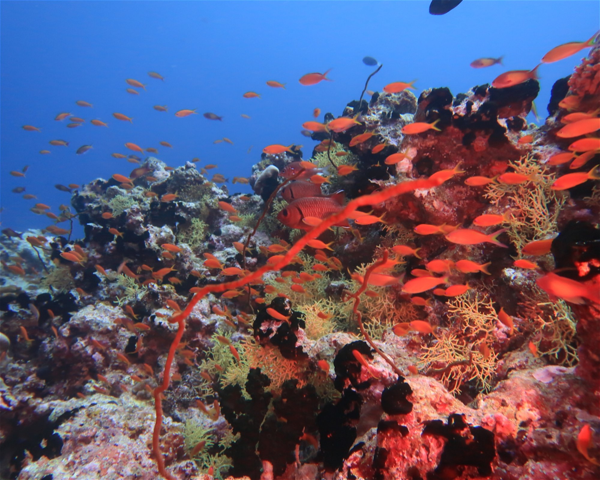 DivePoint Hudhuran Fushi, 20193 Male