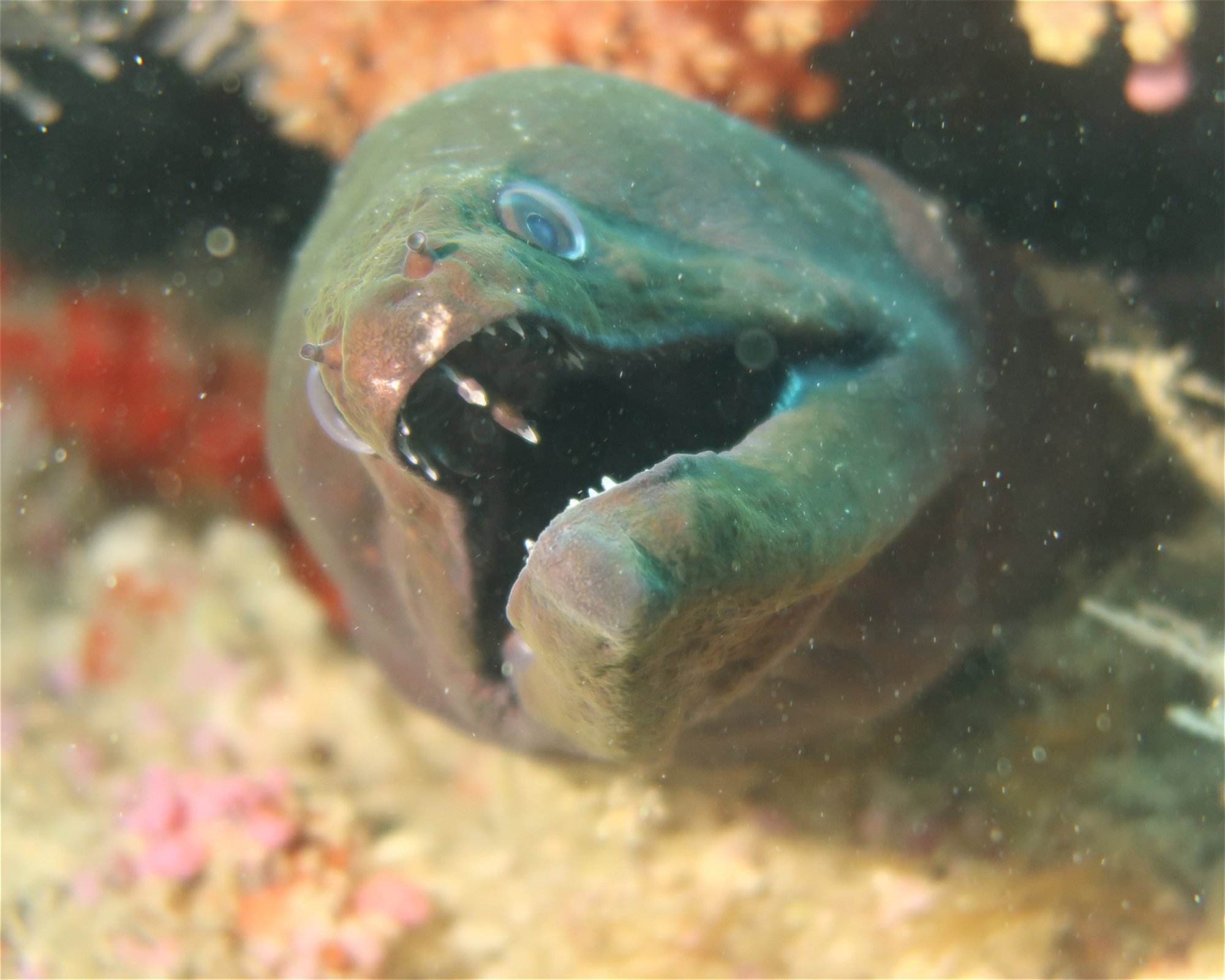 DivePoint Hudhuran Fushi, 20193 Male