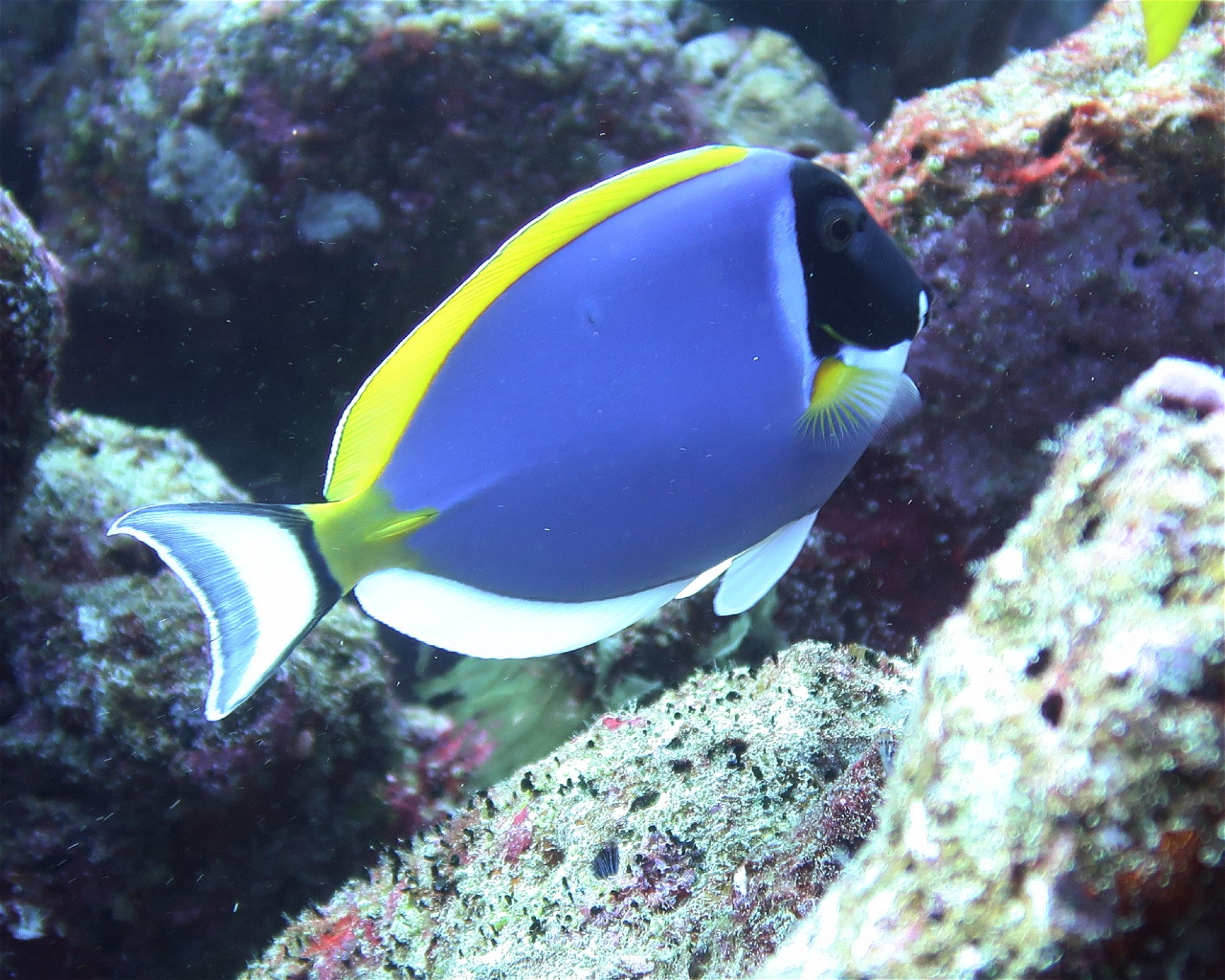 DivePoint Hudhuran Fushi, 20193 Male