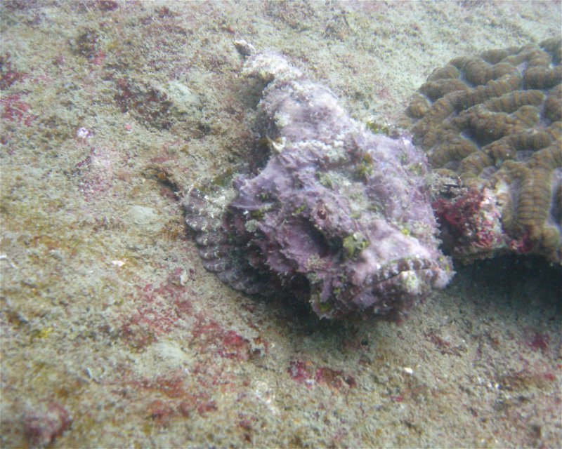Divesite Image