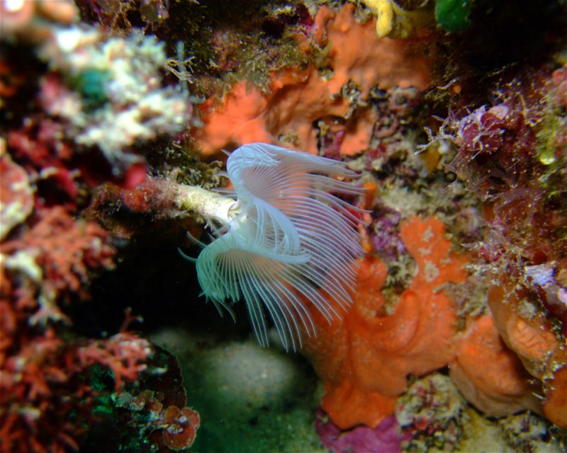 Divesite Image