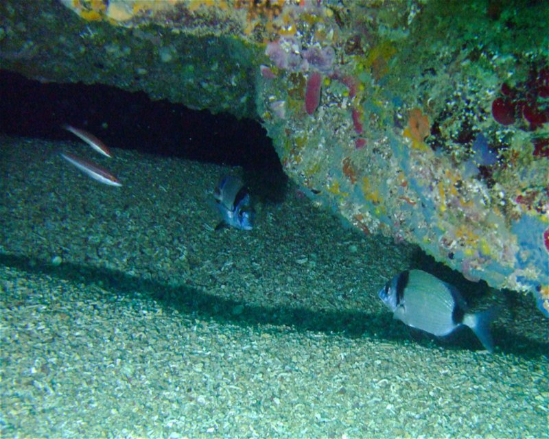 Divesite Image