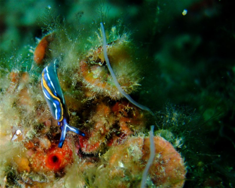Divesite Image