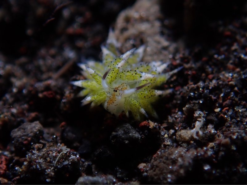 Divesite Image