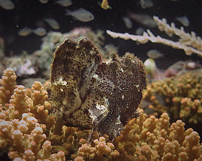 Divesite Image