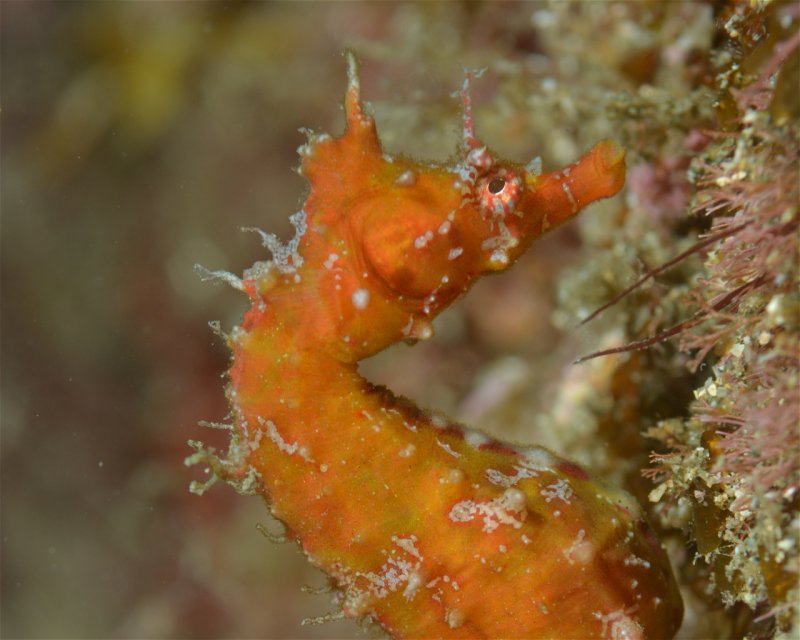 Divesite Image