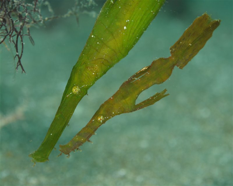 Divesite Image