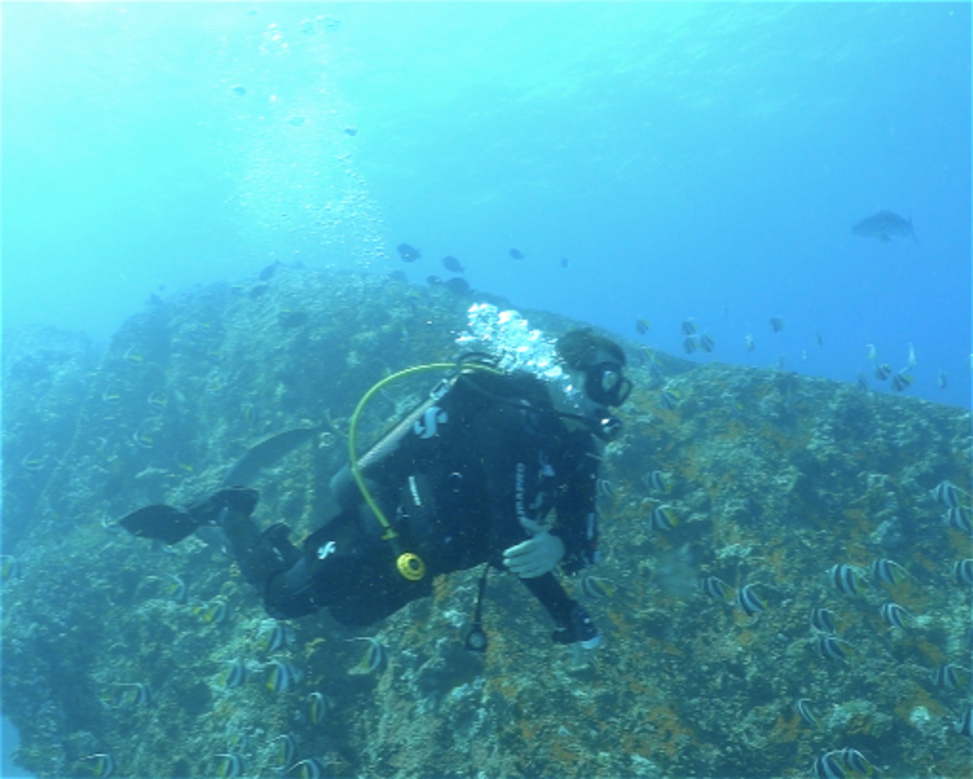 Whitetip Divers, 00000 PRASLIN