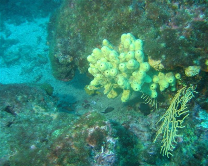 Divesite Image