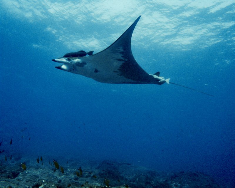 Divesite Image