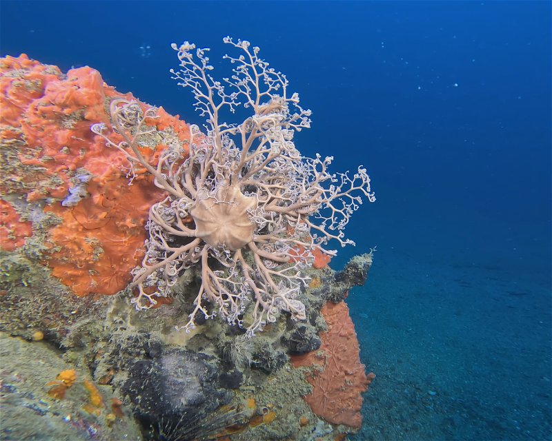 Divesite Image