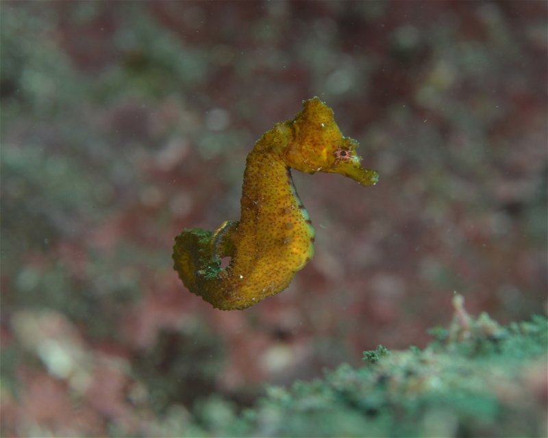 Divesite Image