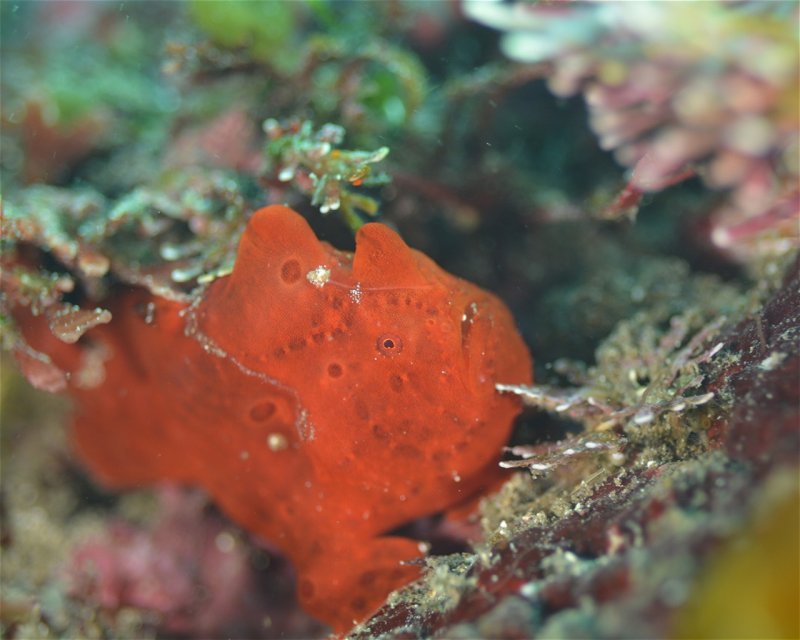 Divesite Image