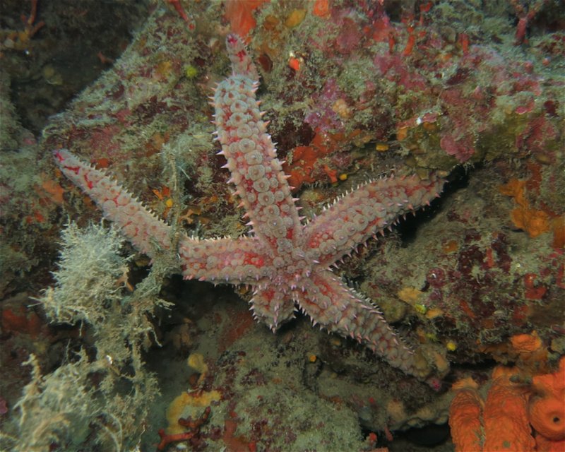 Divesite Image