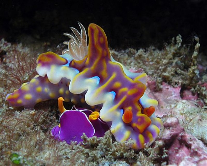 Divesite Image
