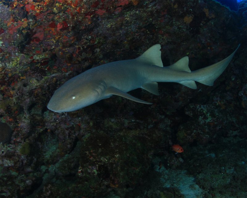 Divesite Image