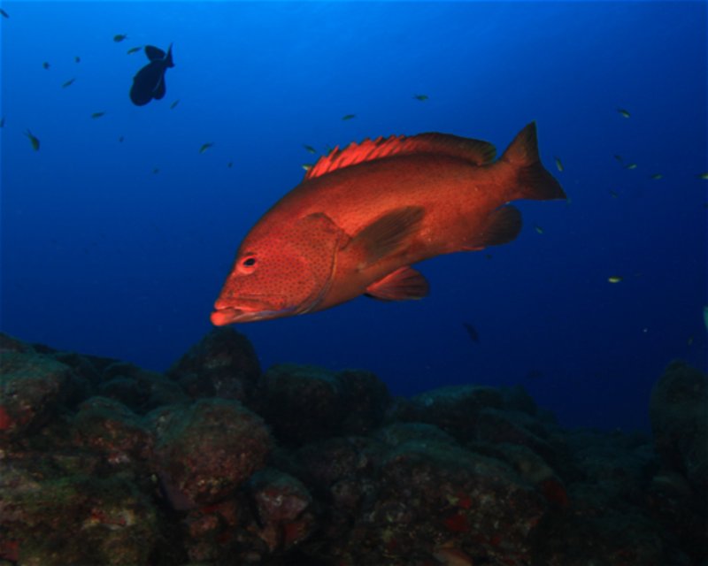 Divesite Image