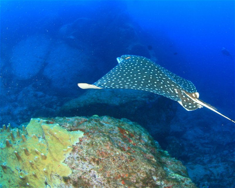 Divesite Image