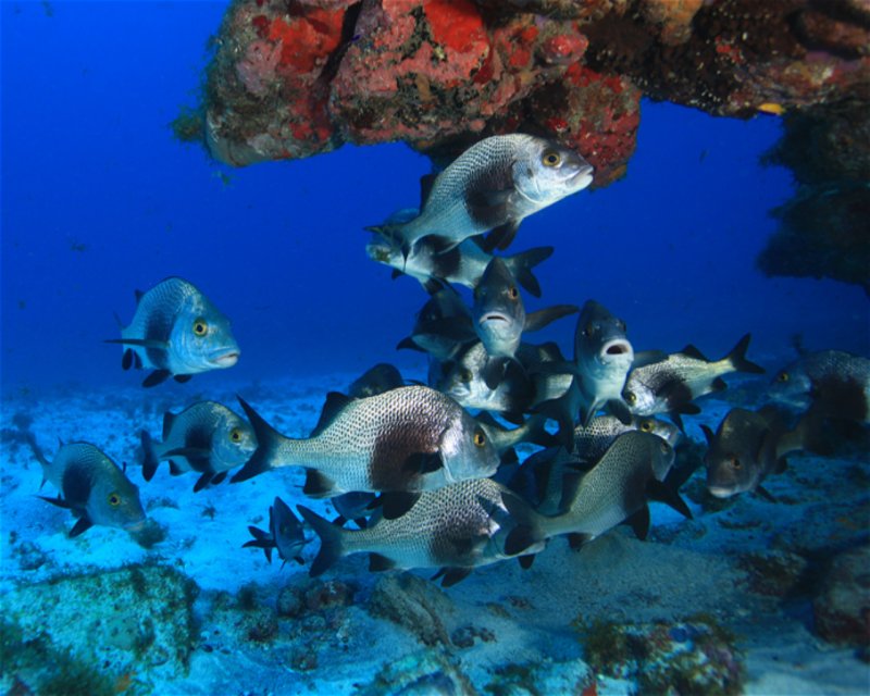 Divesite Image