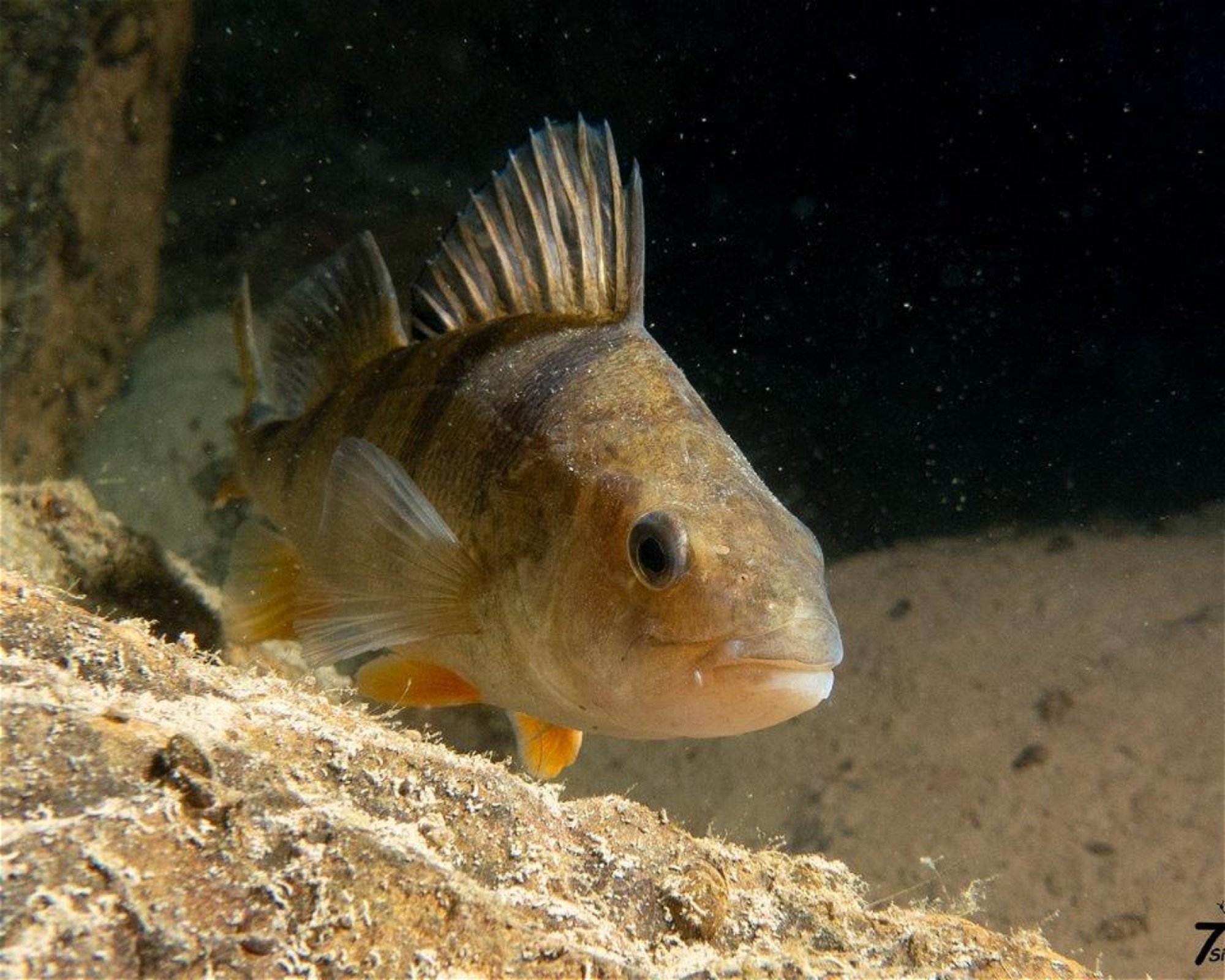 Dive Center Thunersee, 3652 Hilterfingen
