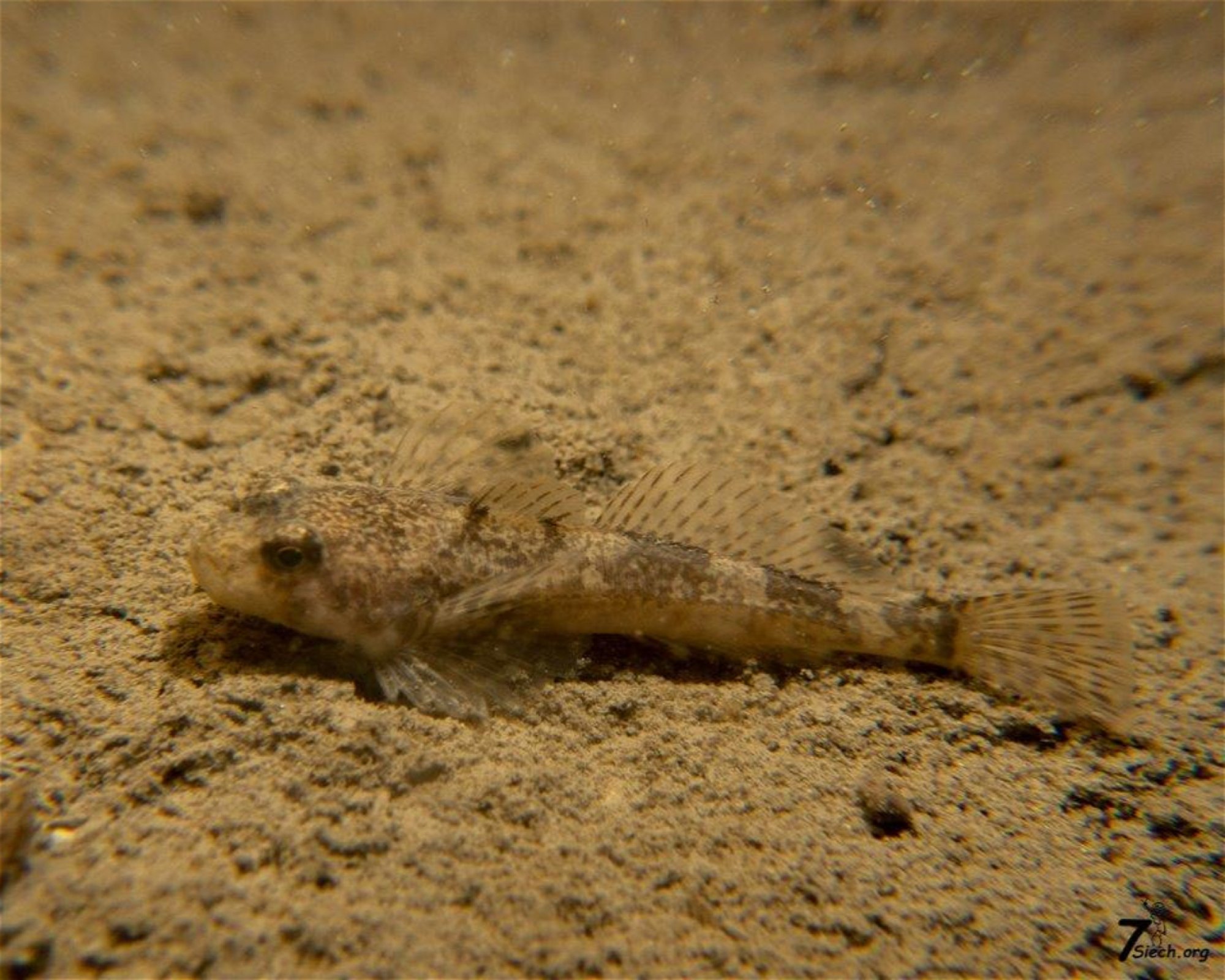 Dive Center Thunersee, 3652 Hilterfingen