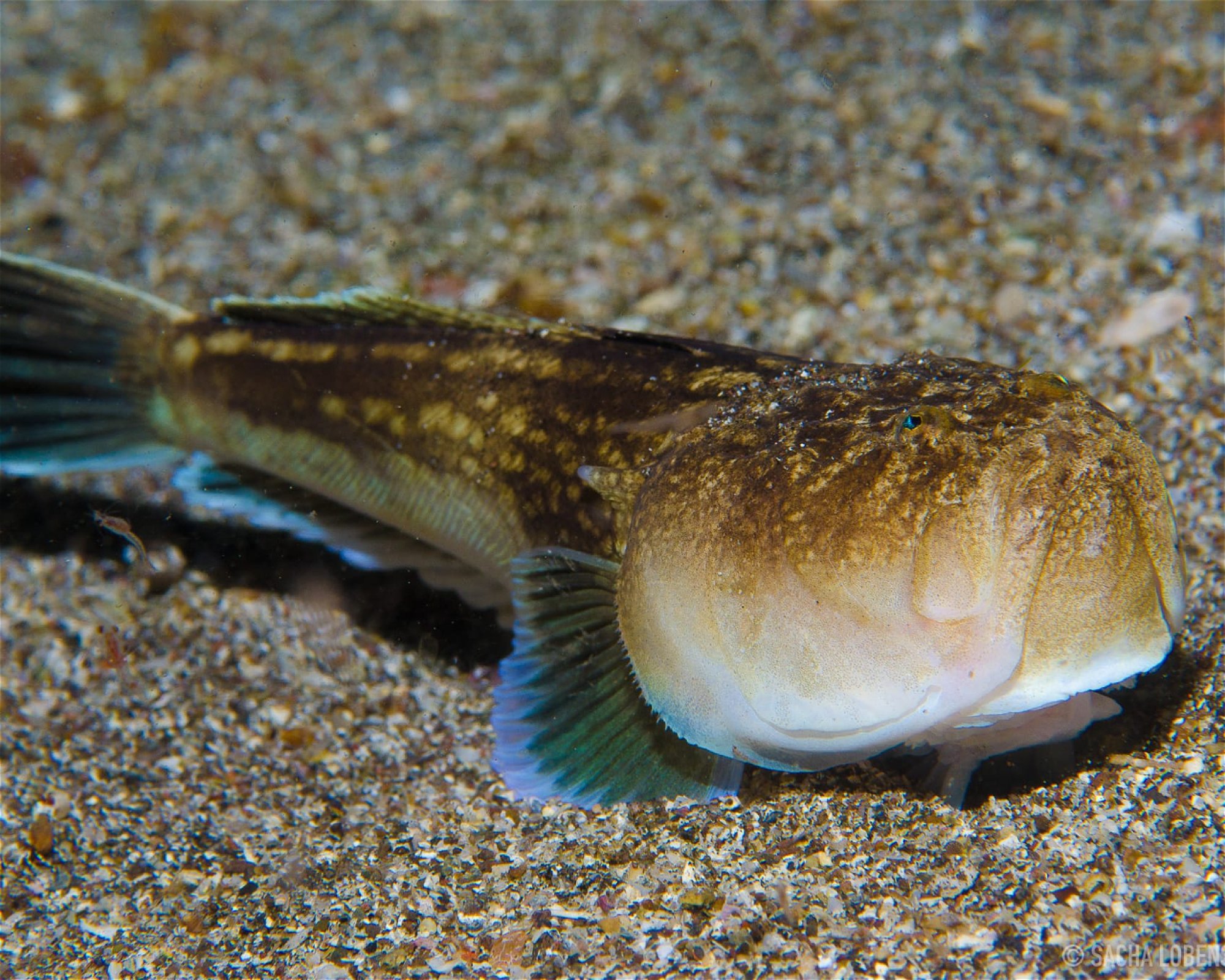 MACARONESIAN DIVERS, 38109 El Rosario
