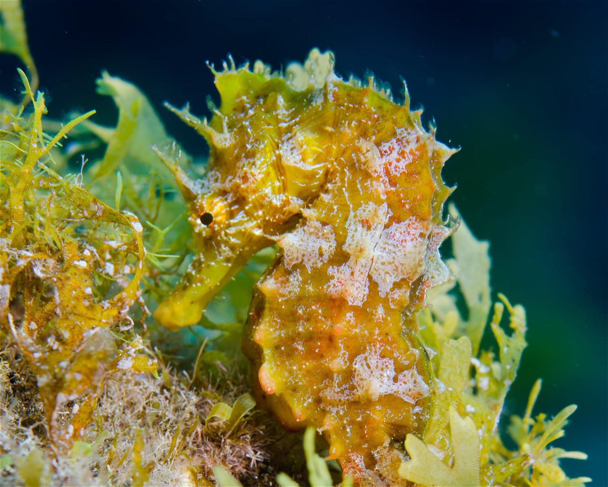MACARONESIAN DIVERS, 38109 El Rosario