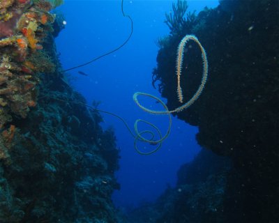 Sponge Gardens <span class="text-color-primary text-sm"> (★4.7)</span>