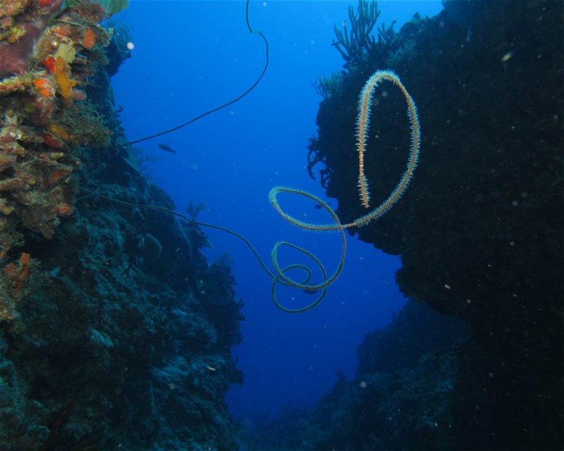 Divesite Image