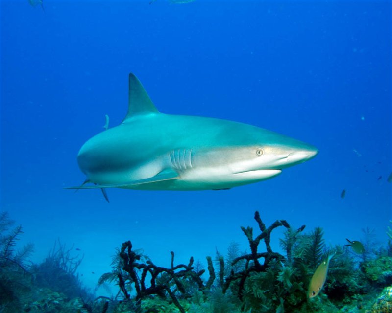 Divesite Image
