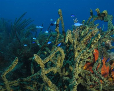 Blue Chromis - Bahamas <span class="text-color-primary text-sm"> (★4.5)</span>