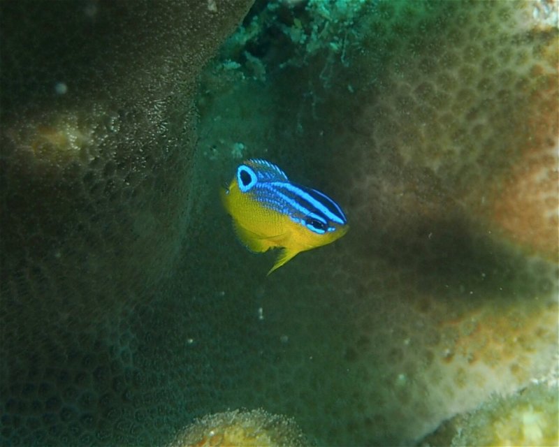 Divesite Image