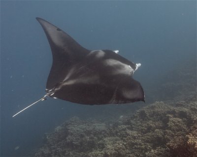 Anau <span class="text-color-primary text-sm"> (★4.6)</span>