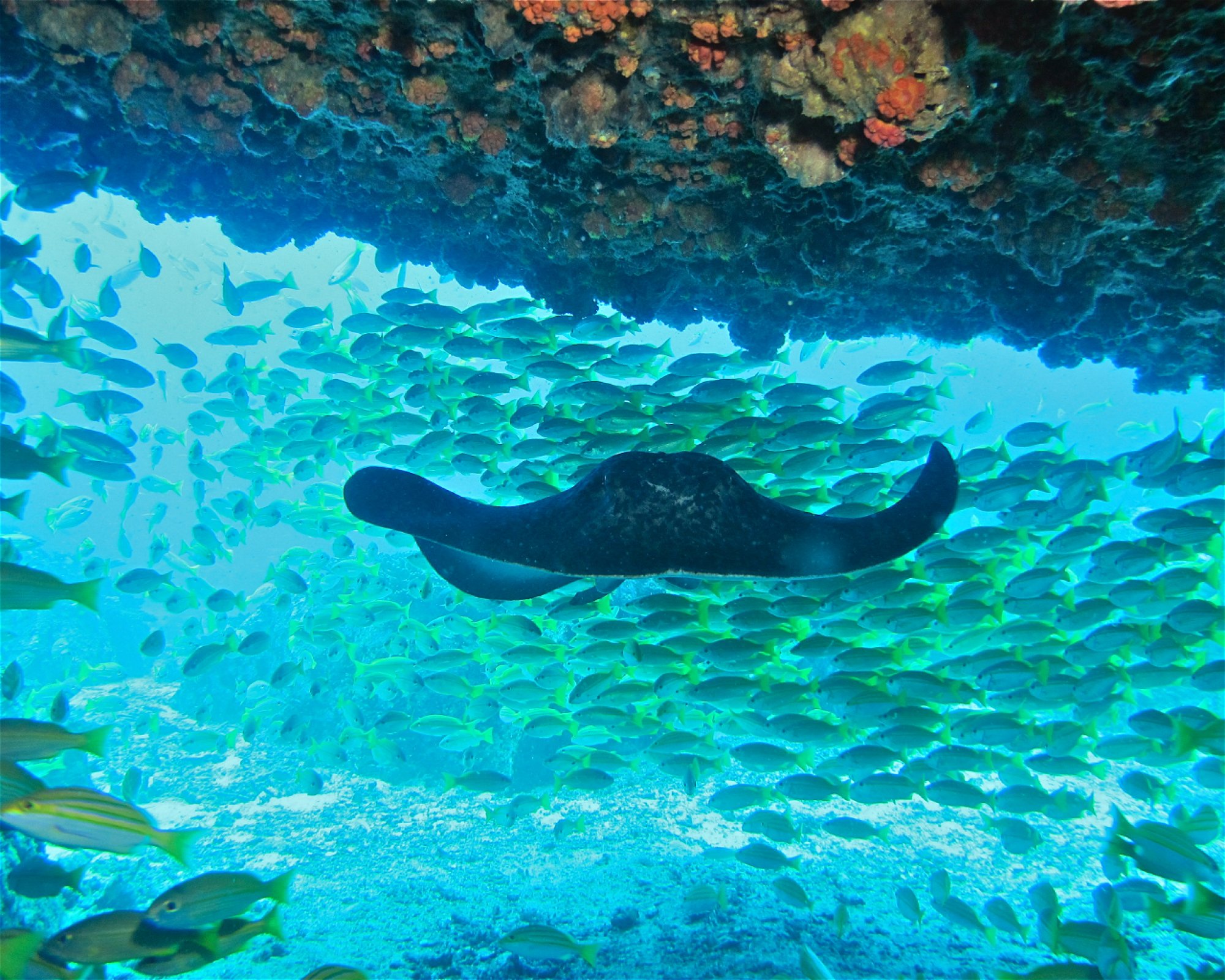 BLUE SEA DIVERS, 0000 MAHE
