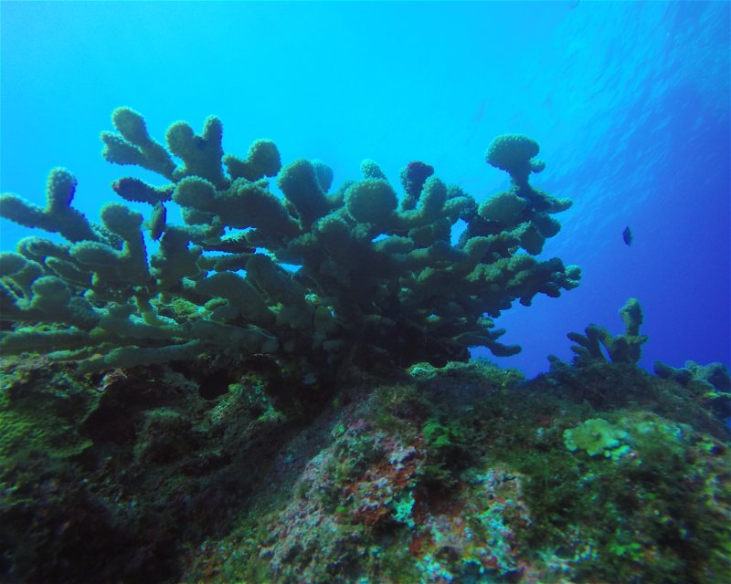 Divesite Image
