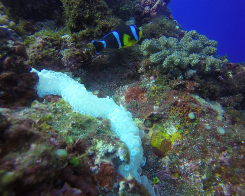 Divesite Image