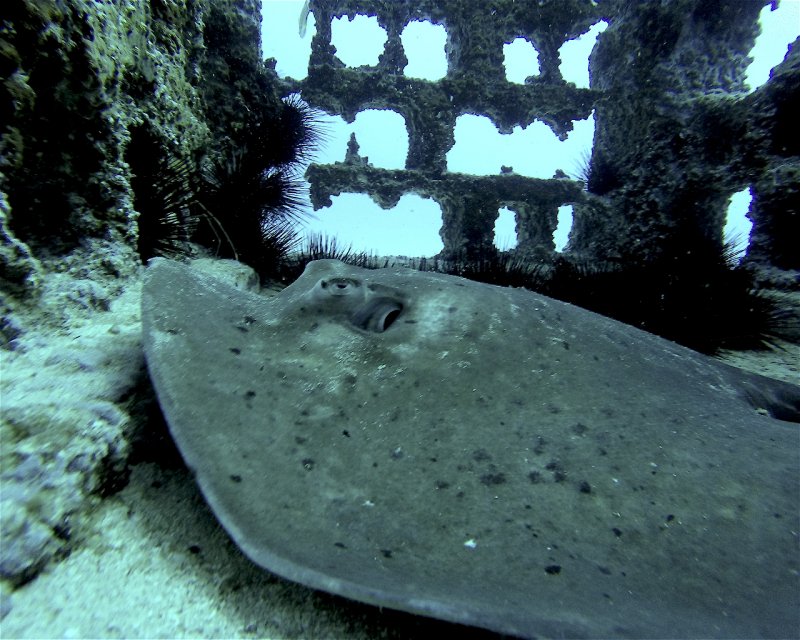 Divesite Image