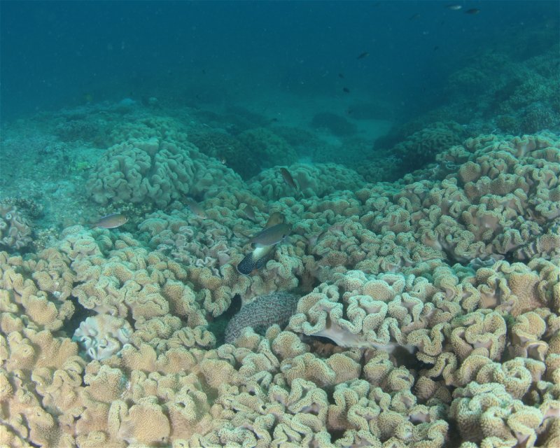 Divesite Image