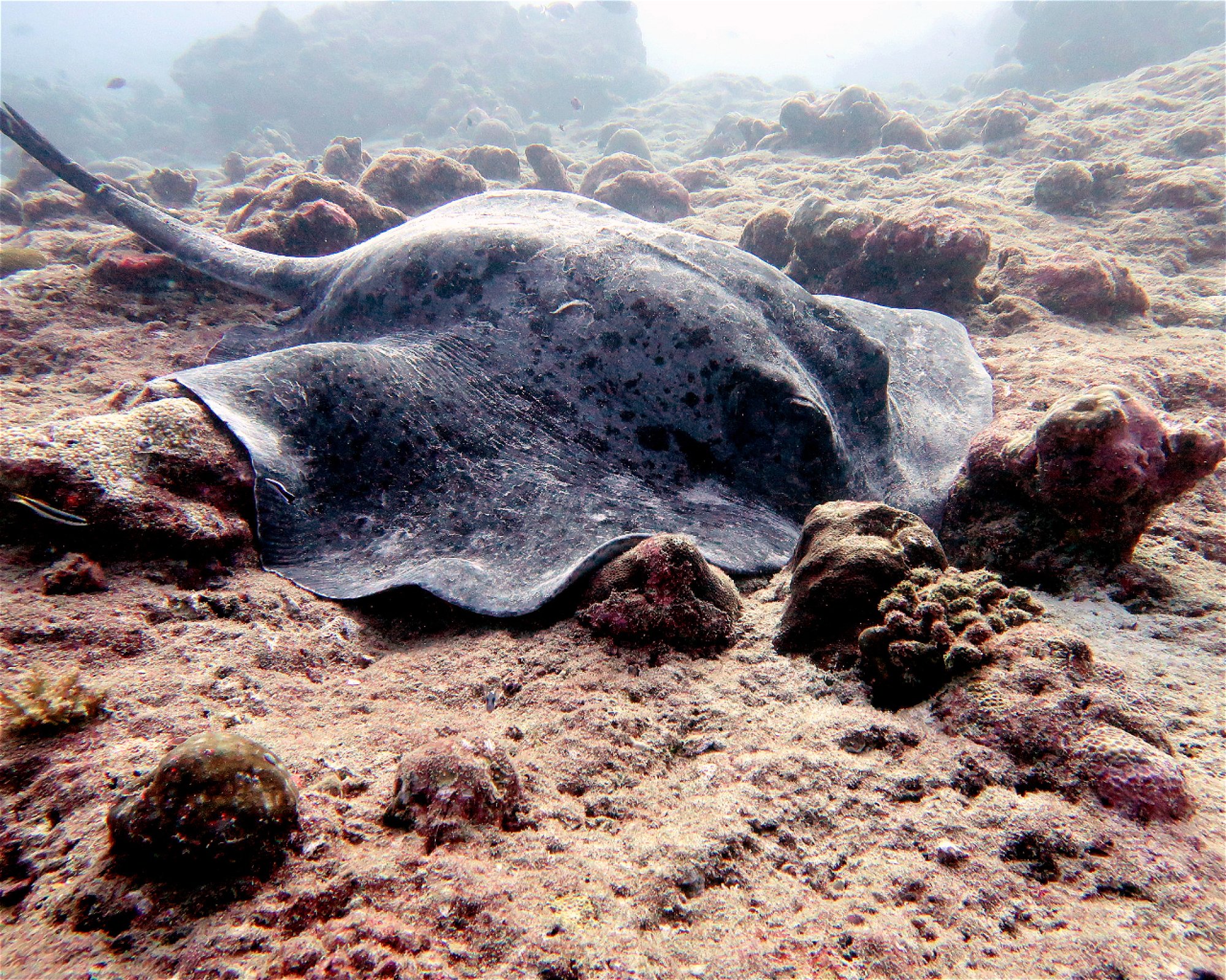 DivePoint Meedhupparu, 960 Meedhupparu