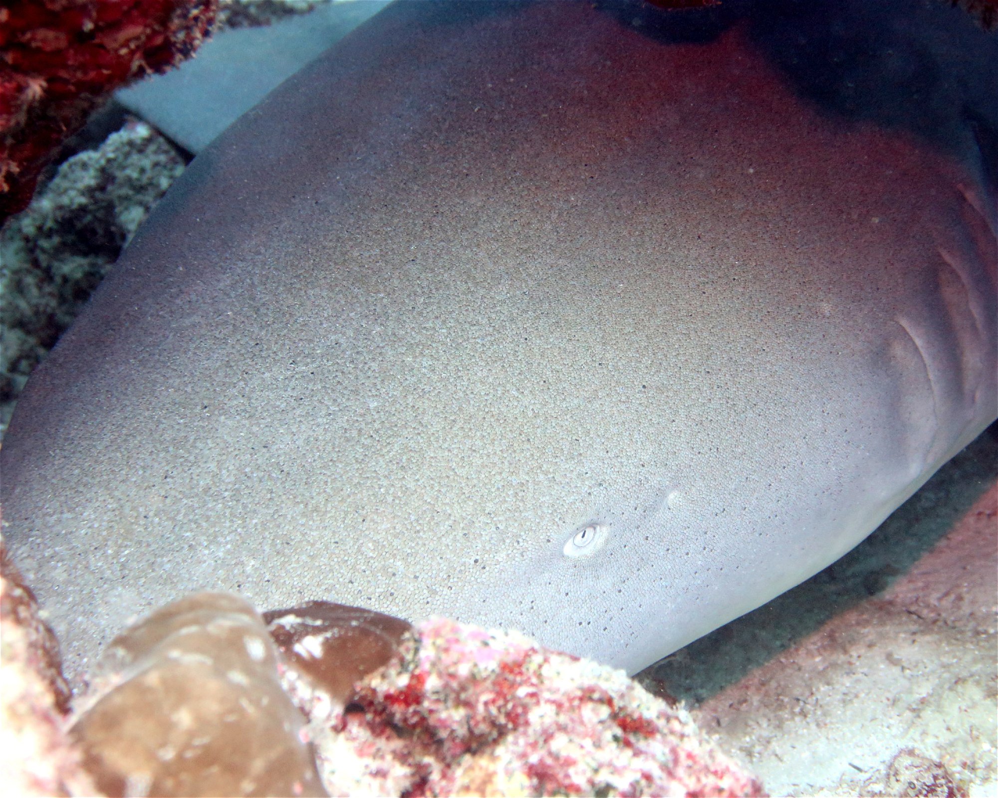 DivePoint Meedhupparu, 960 Meedhupparu