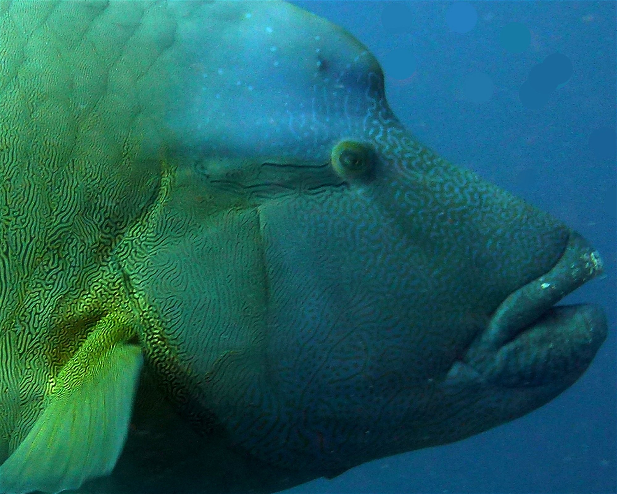DivePoint Meedhupparu, 960 Meedhupparu