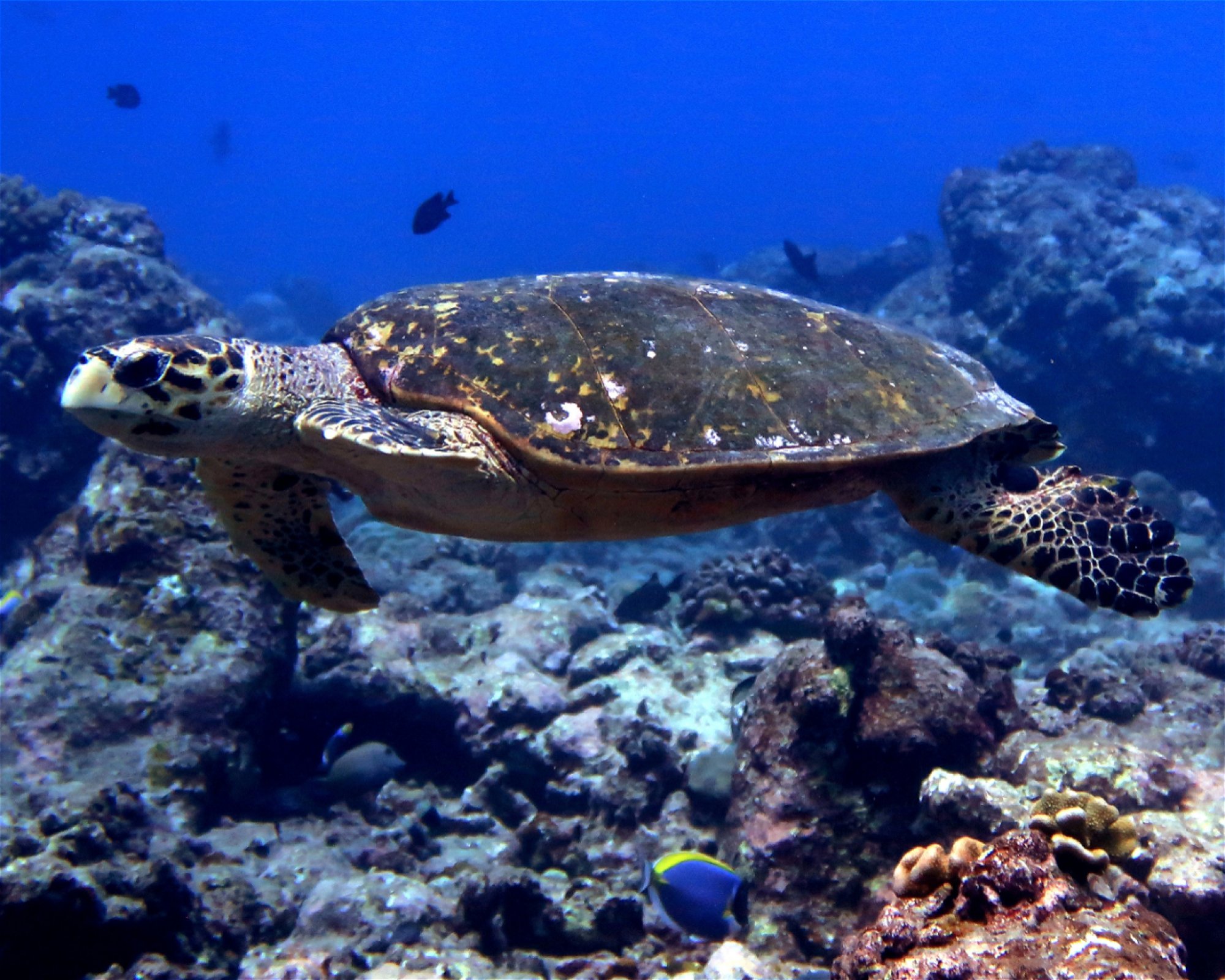 DivePoint Meedhupparu, 960 Meedhupparu