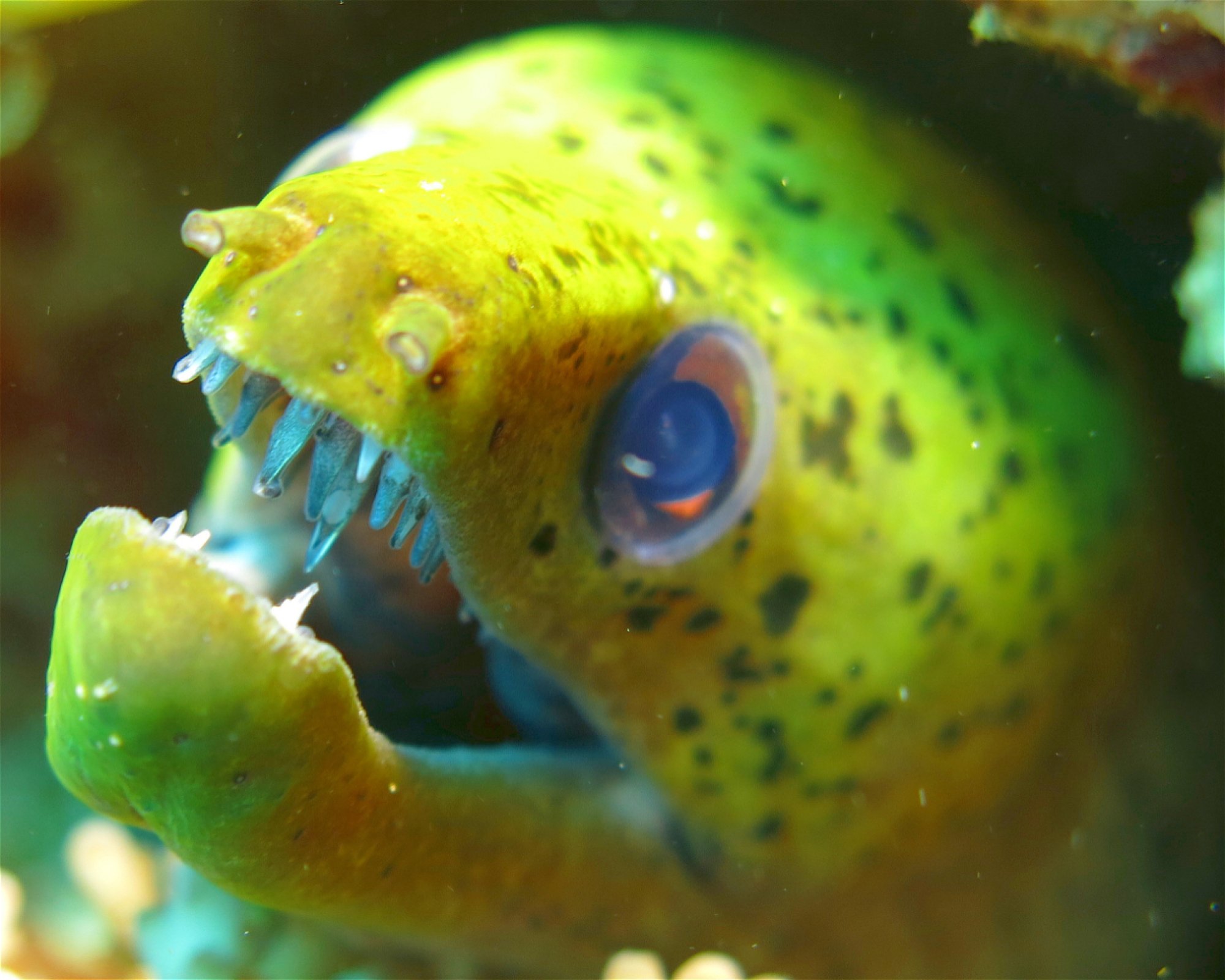DivePoint Meedhupparu, 960 Meedhupparu