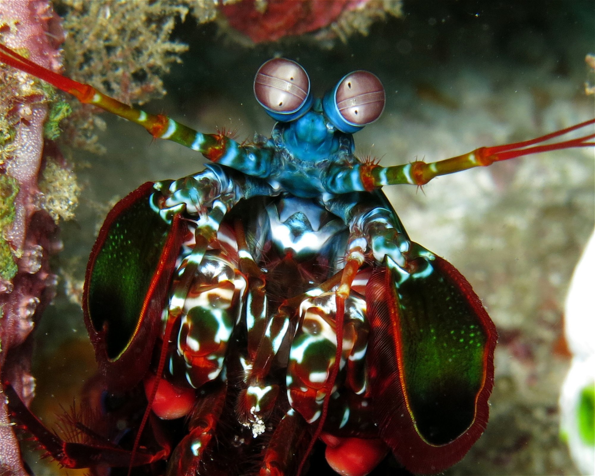 DivePoint Meedhupparu, 960 Meedhupparu