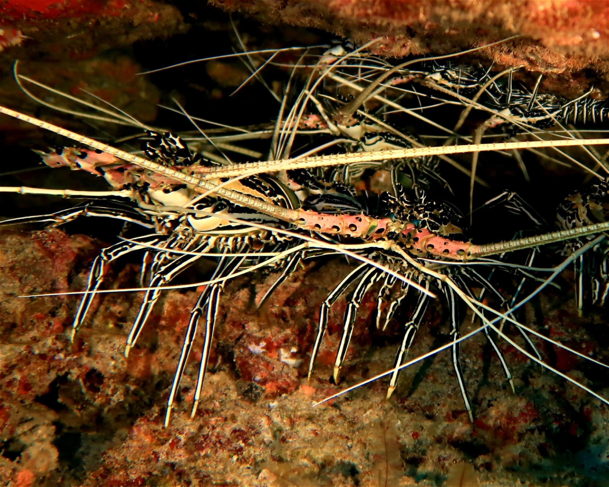 DivePoint Meedhupparu, 960 Meedhupparu