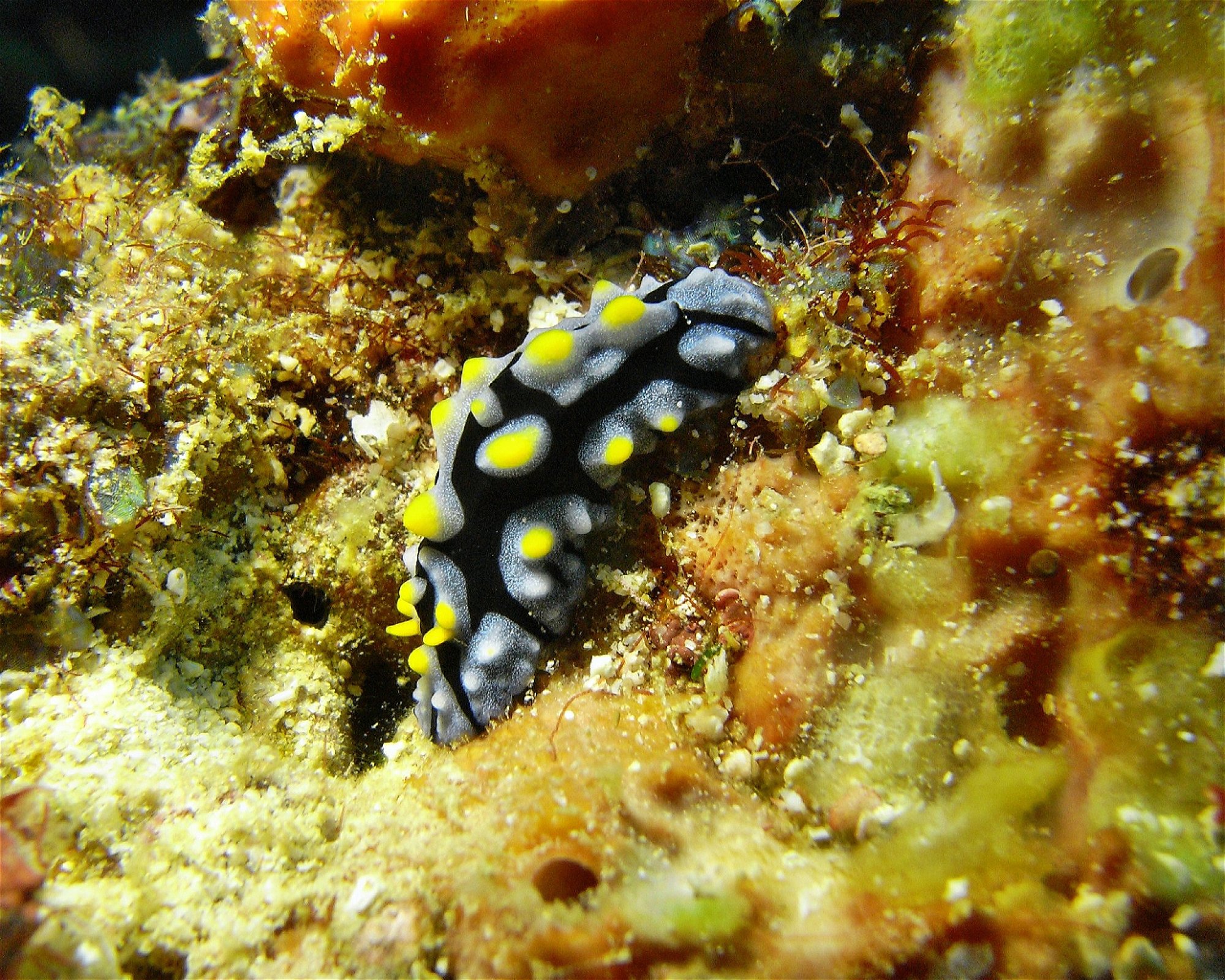 DivePoint Meedhupparu, 960 Meedhupparu