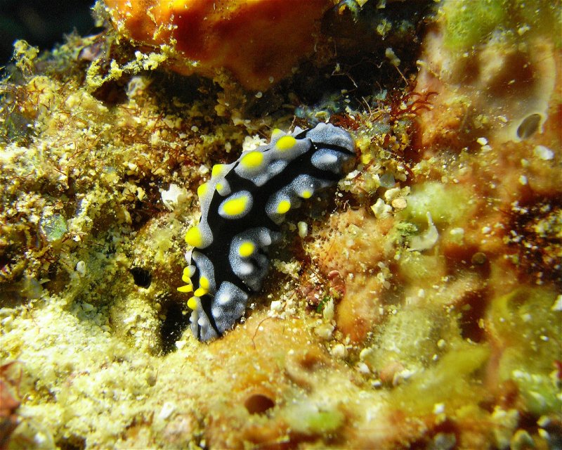 Divesite Image