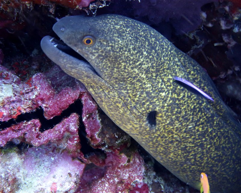 Divesite Image